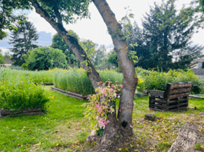 arbre et plantes