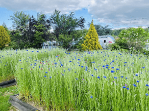 fleurs bleues