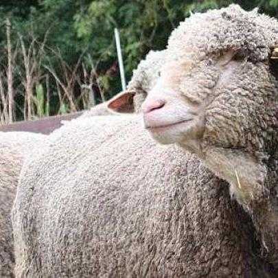 Mouton