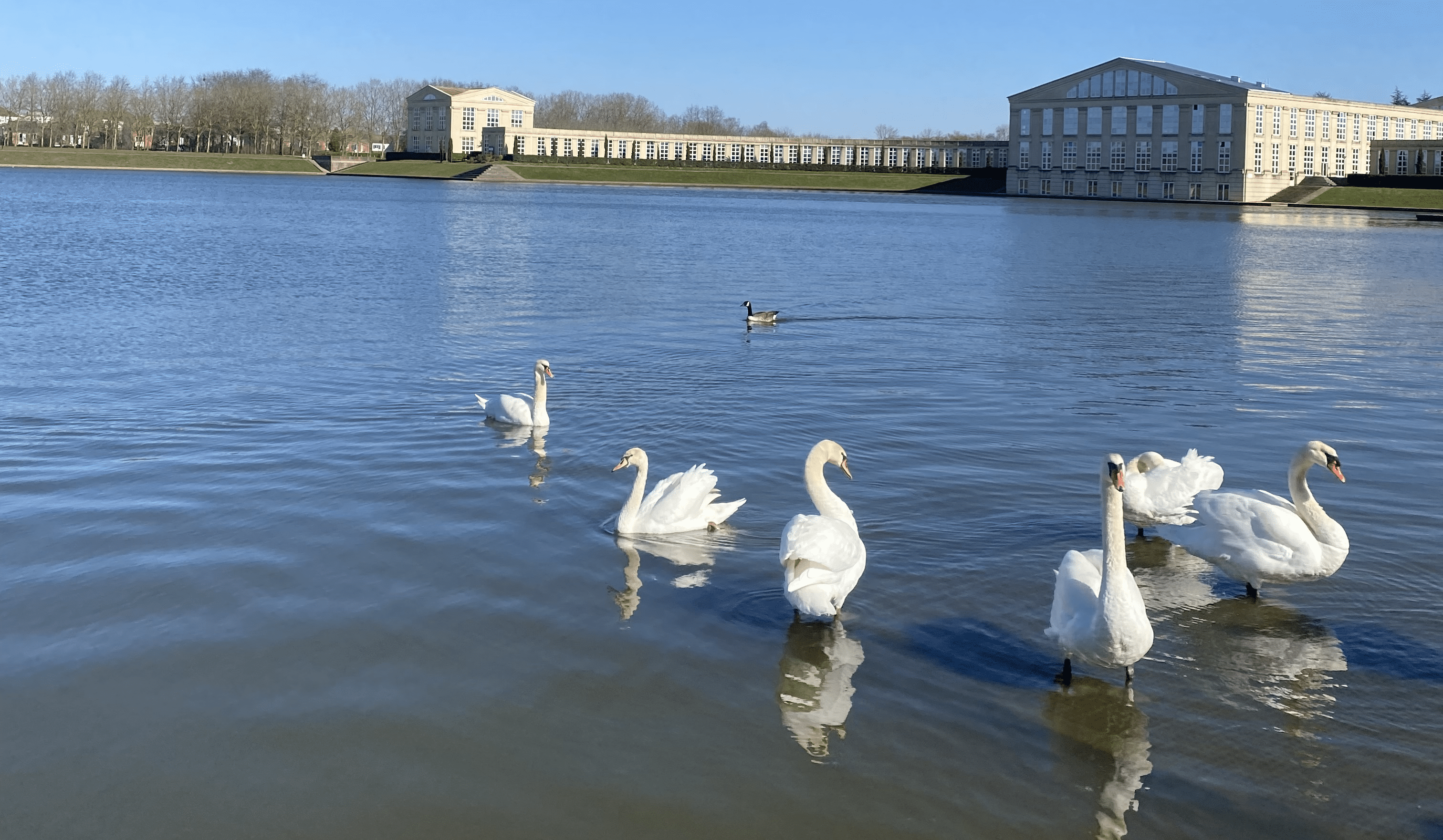 Des cygnes sur  les étangs de Saclay