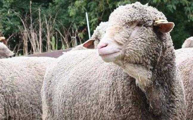 Mouton