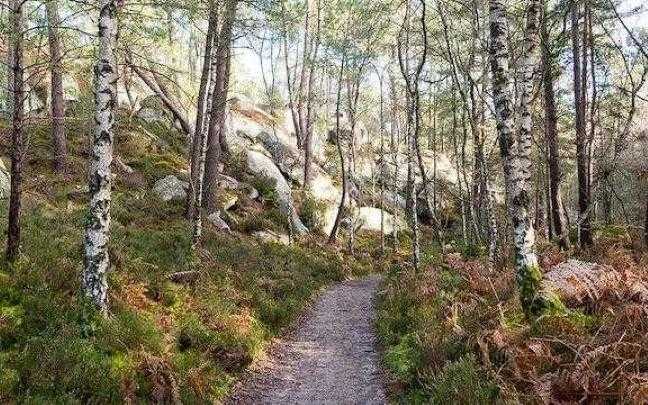 Chemin en forêt
