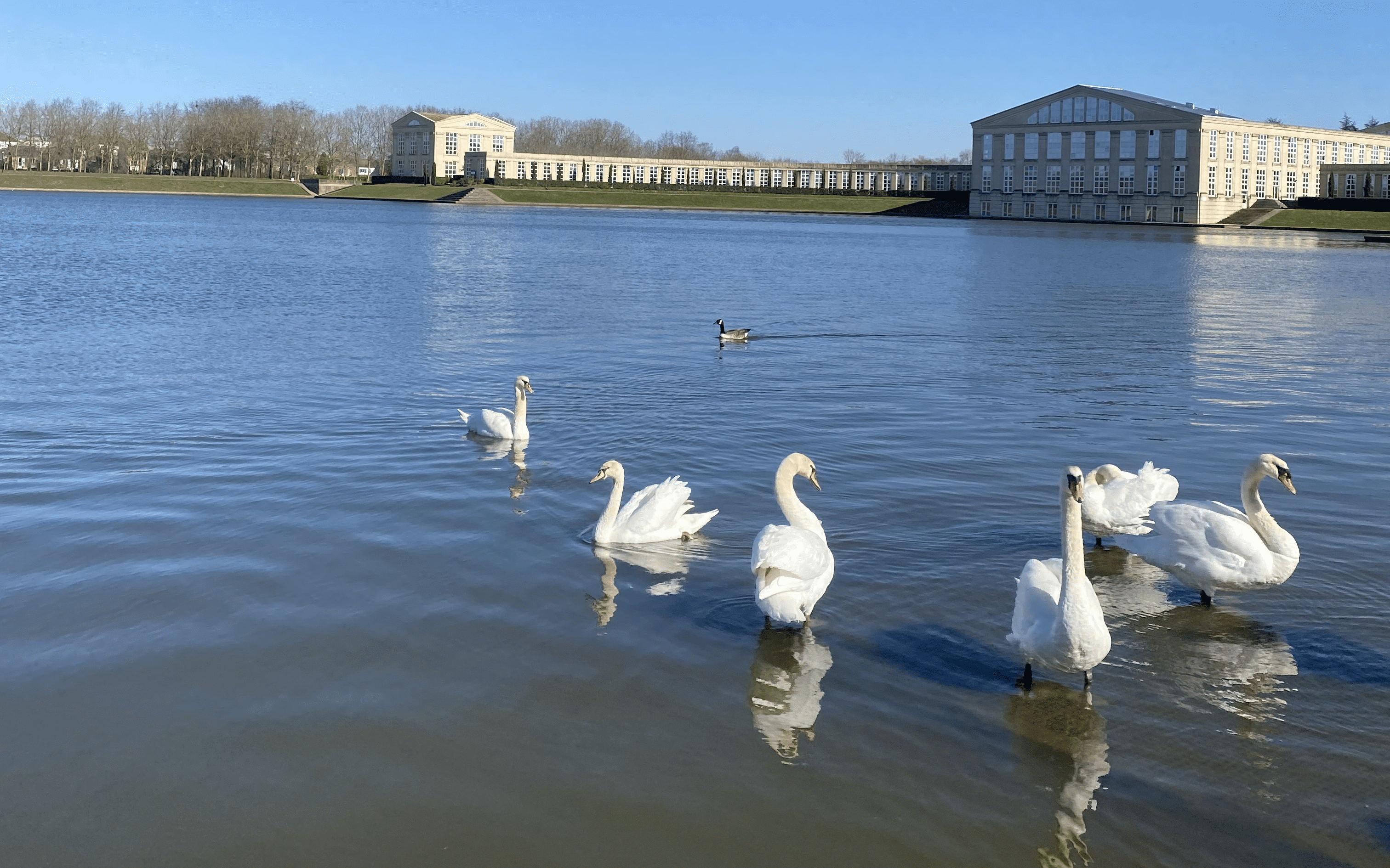 Des cygnes sur  les étangs de Saclay