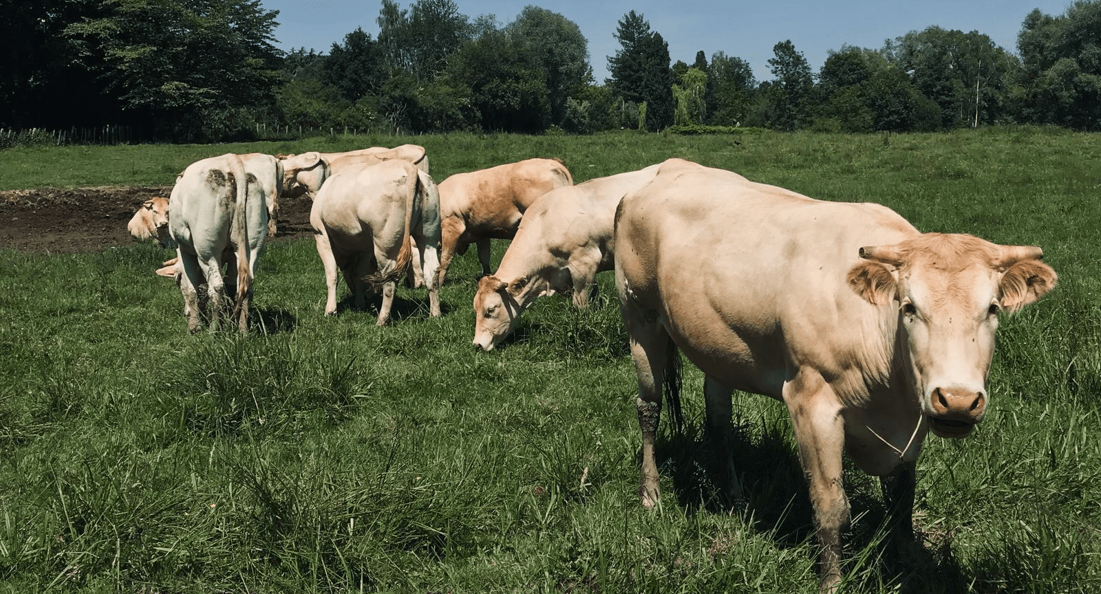 Troupeu de vaches en Vallee de la Chevreuse