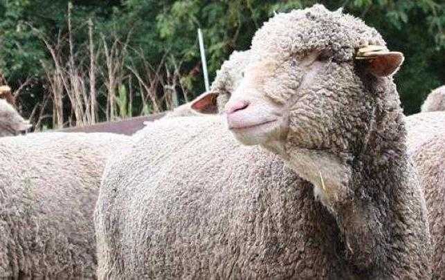 Mouton
