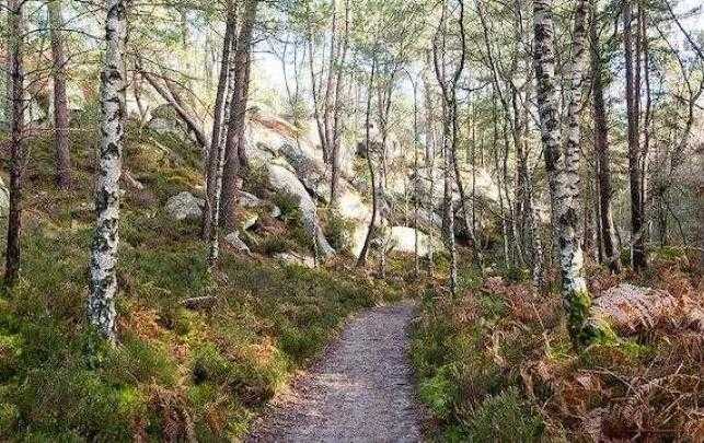 Chemin en forêt