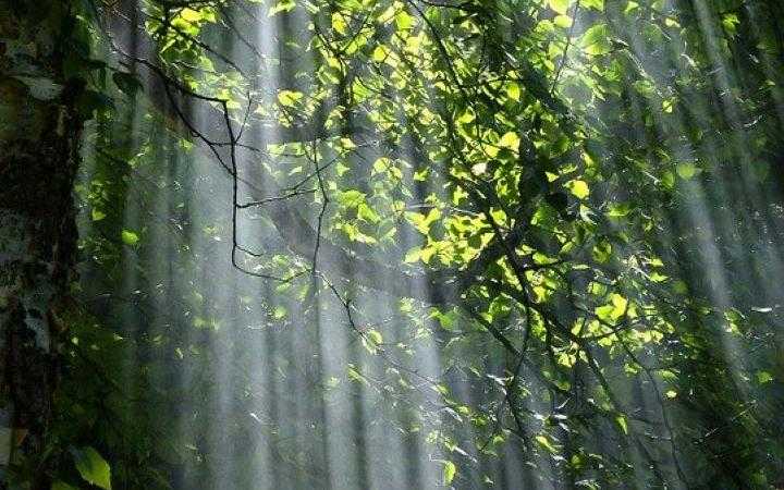 Un rayon de lumière dans une forêt