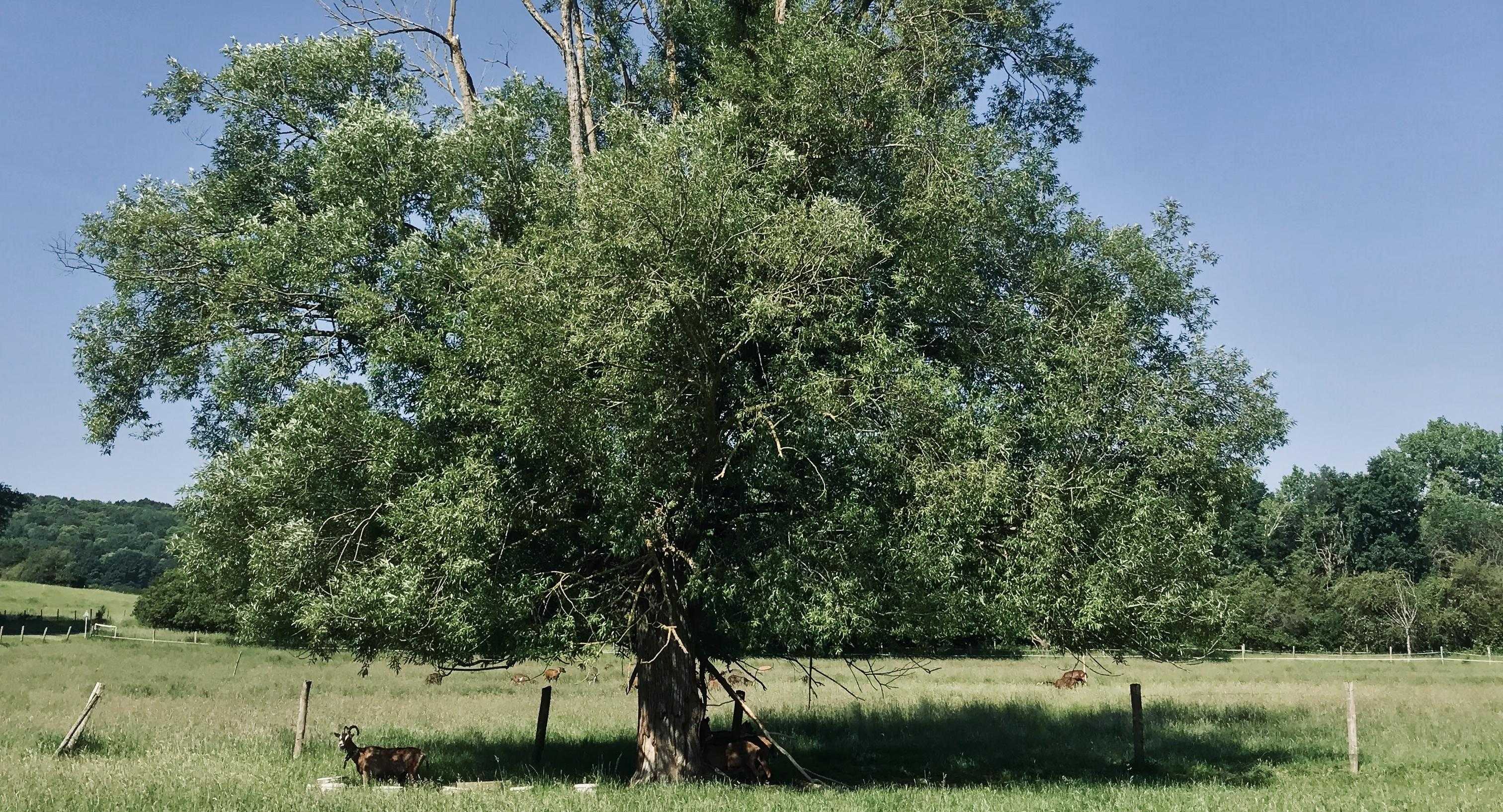 L'arc forestier de l'est francilien