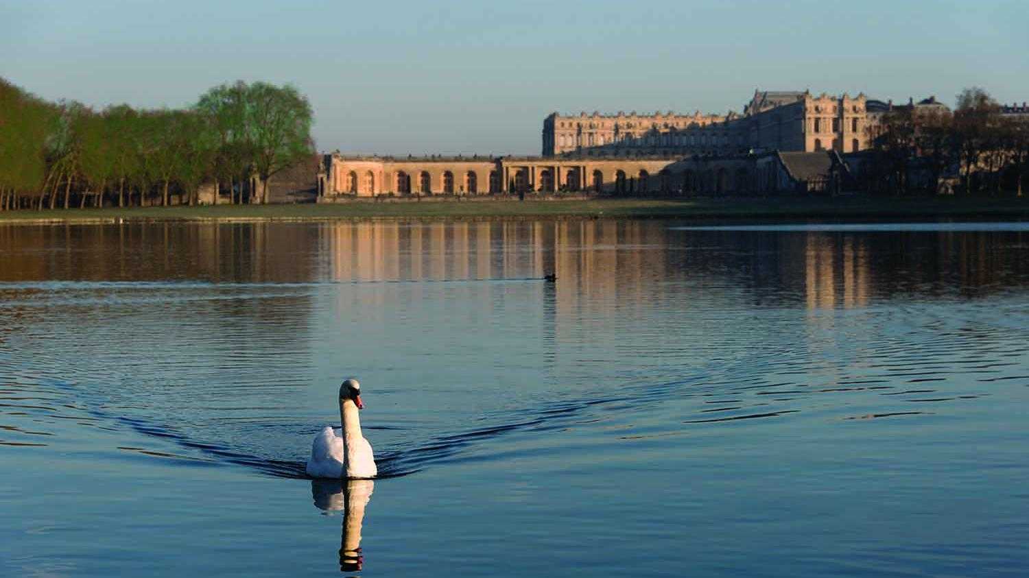 Cygne à Versailles
