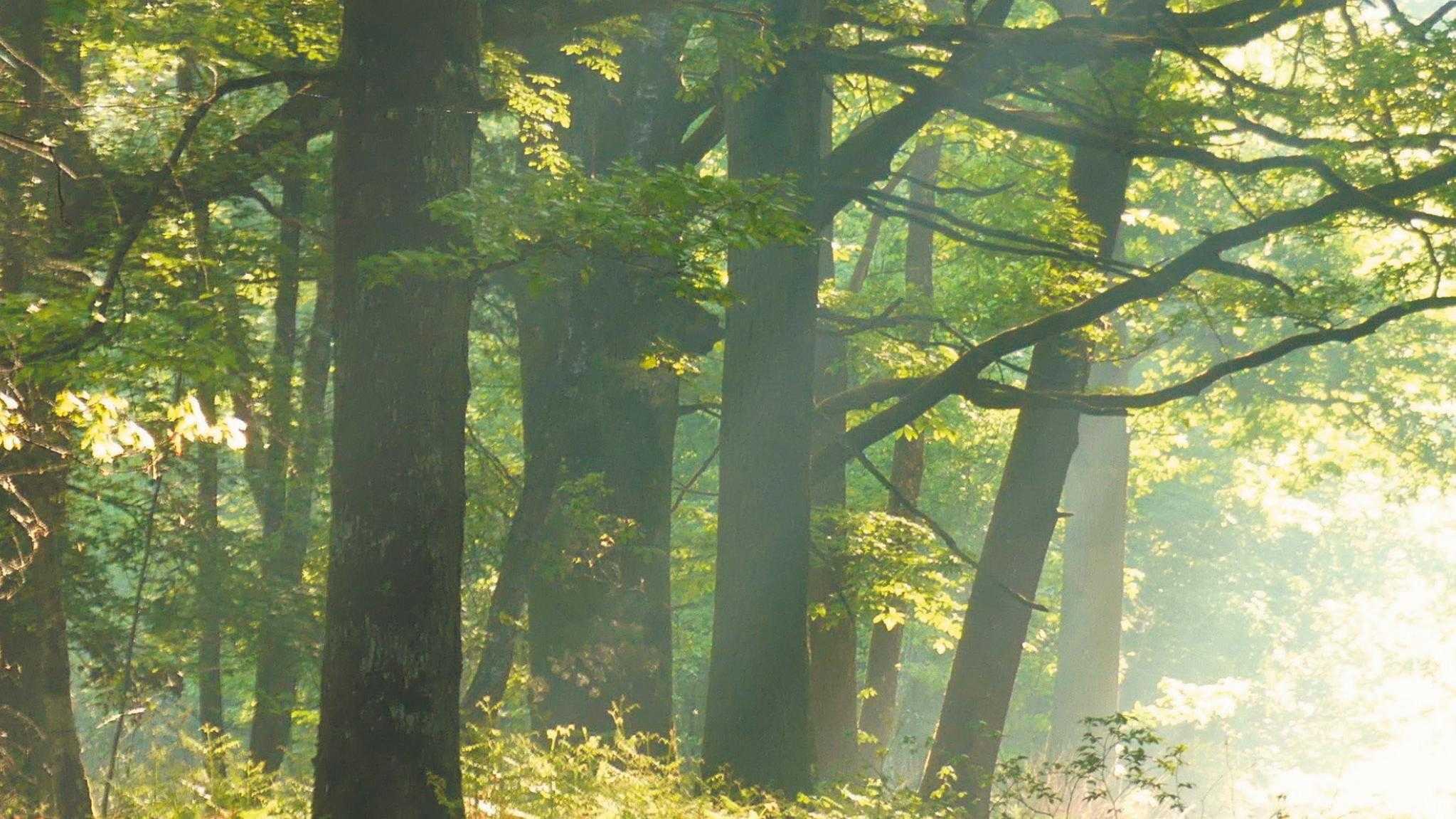 Arbres